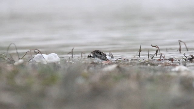 Broad-billed Sandpiper - ML622803383