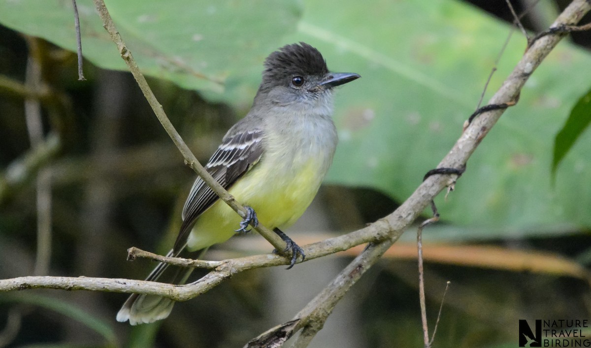 Apical Flycatcher - ML622803393