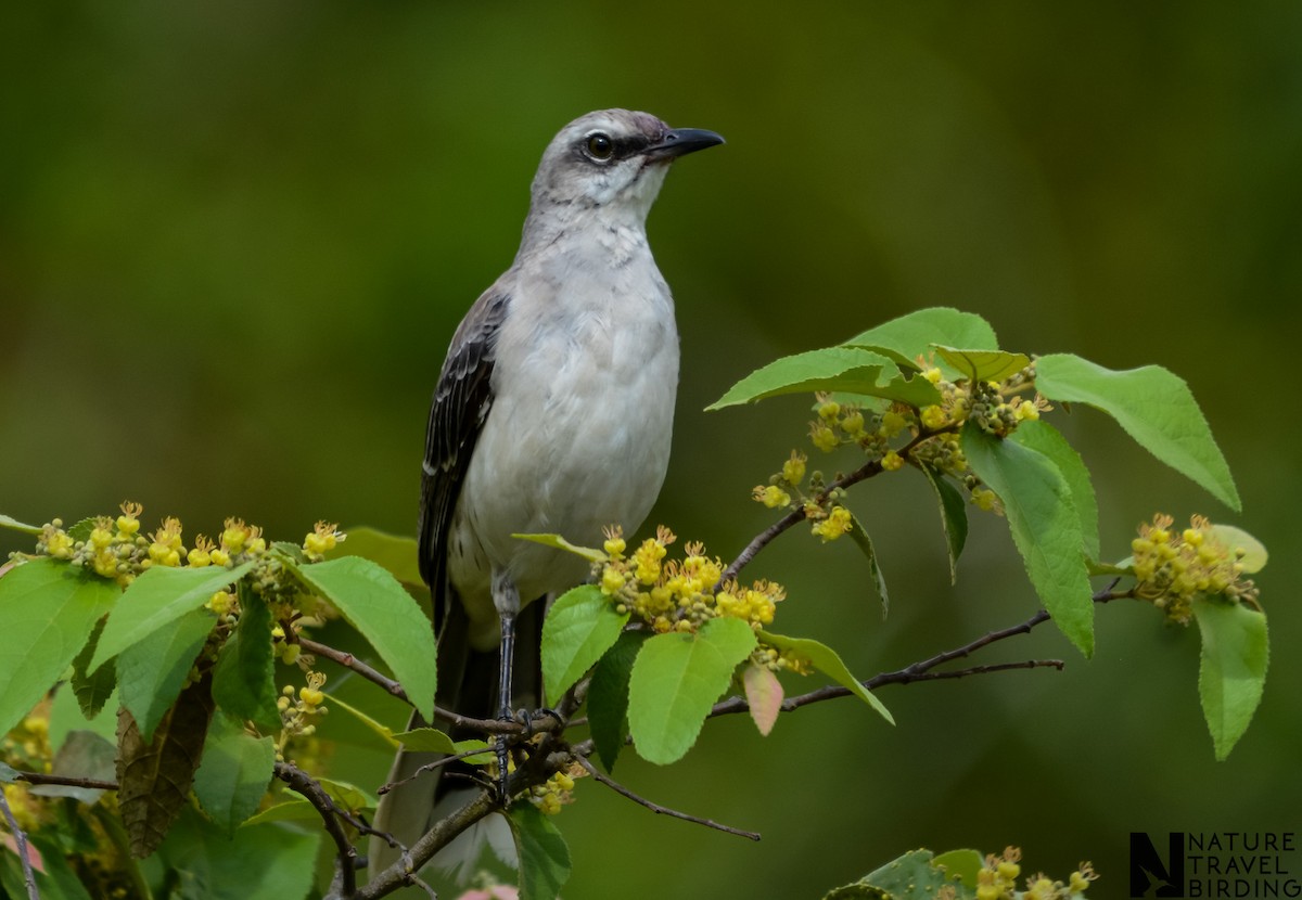 Tropical Mockingbird - Marc Cronje- Nature Travel Birding