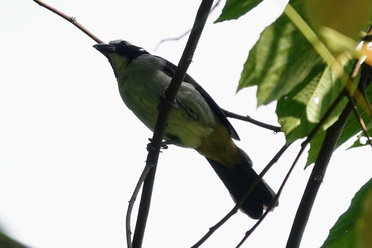 Black-winged Saltator - ML622803415