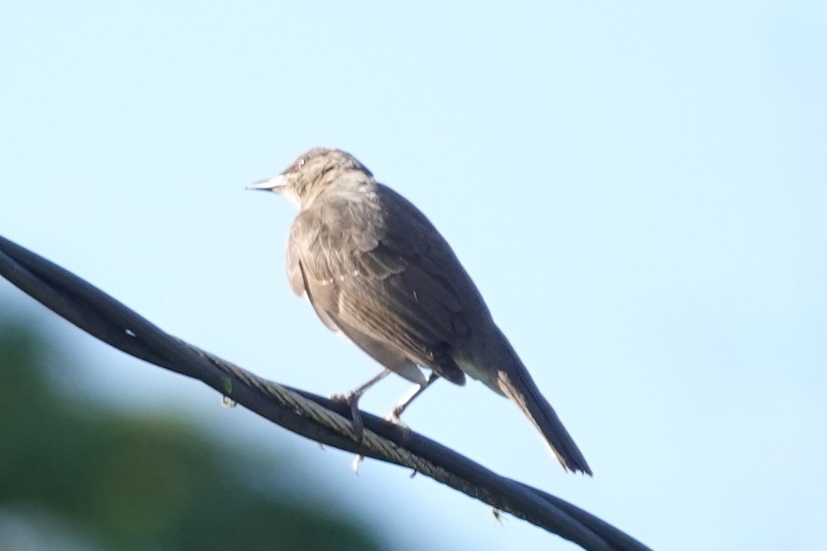 Clay-colored Thrush - Brecht Caers