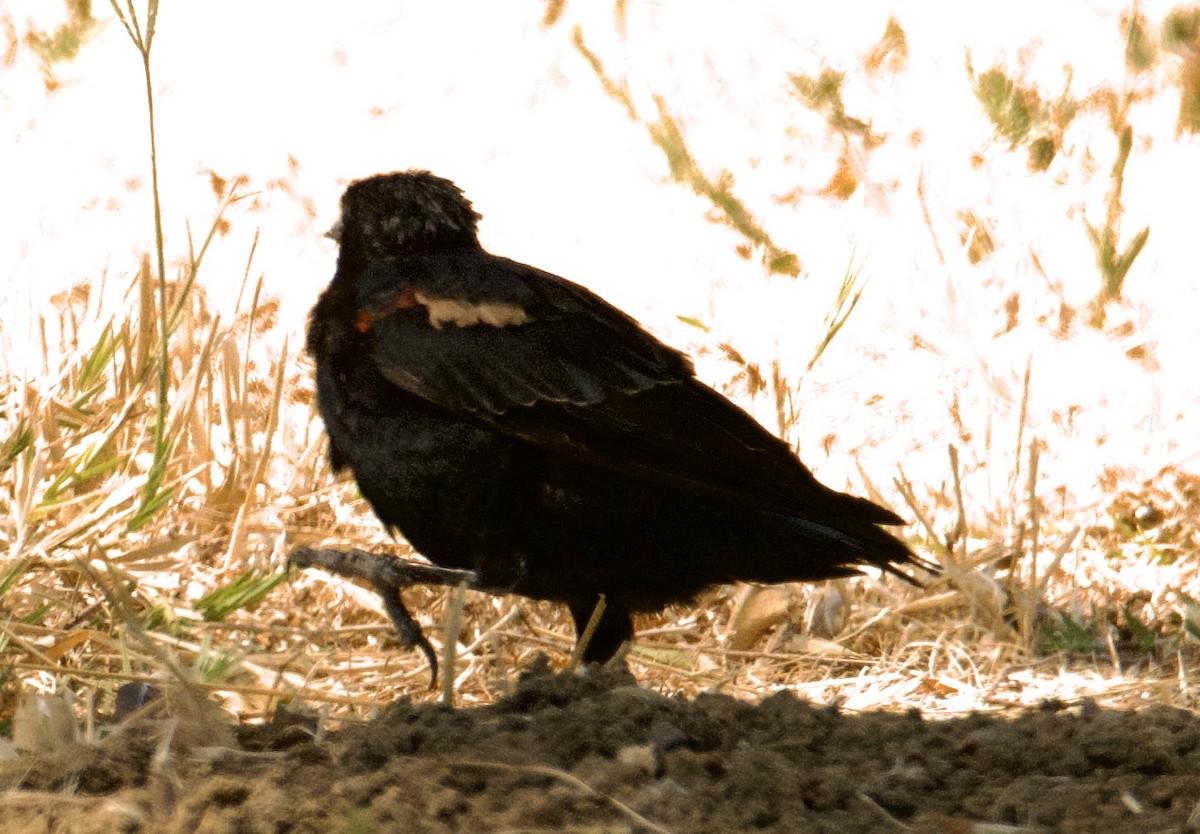 Tricolored Blackbird - Tim Johnson