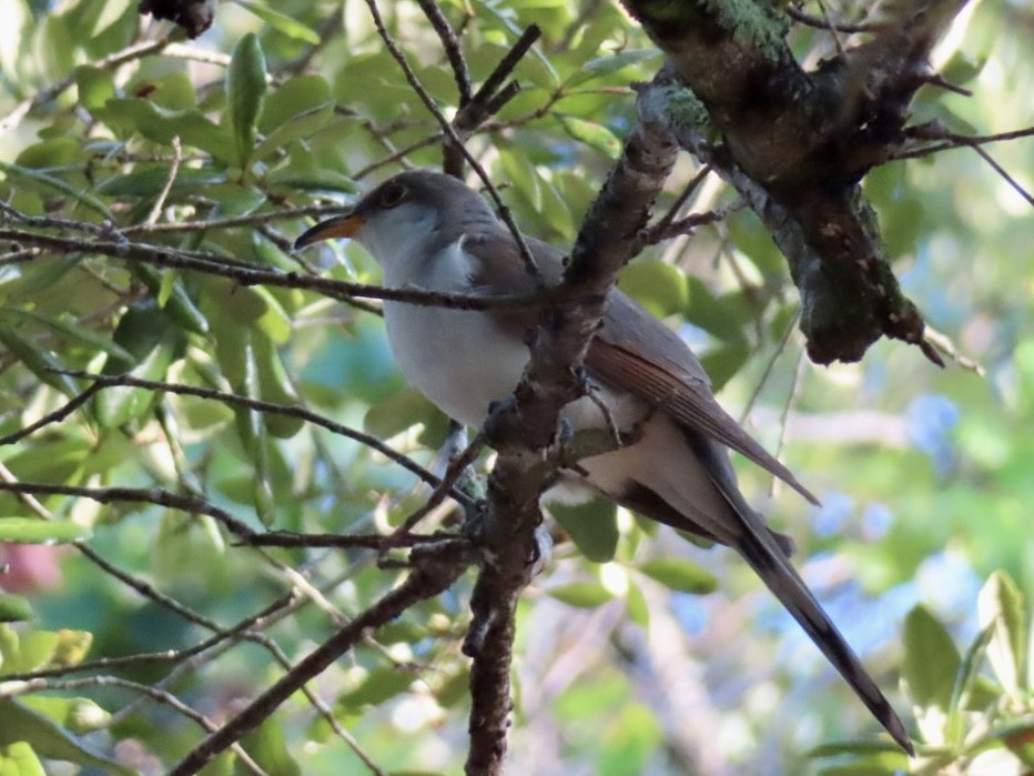 Yellow-billed Cuckoo - ML622803424