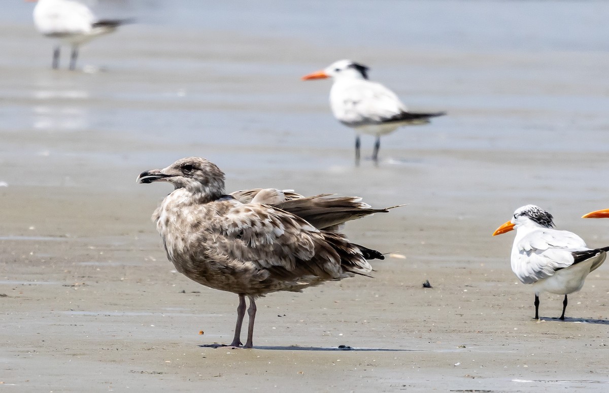 American Herring Gull - ML622803425