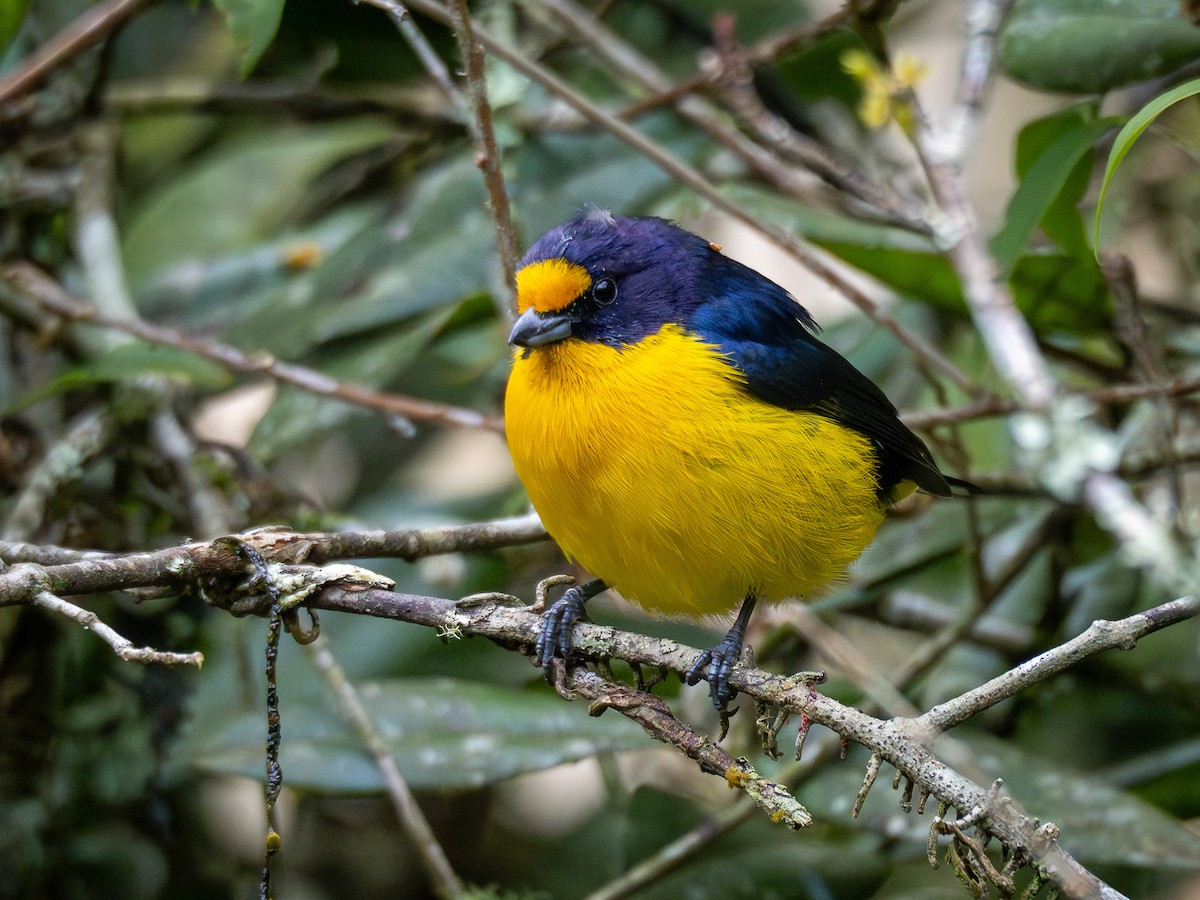 Violaceous Euphonia - ML622803429