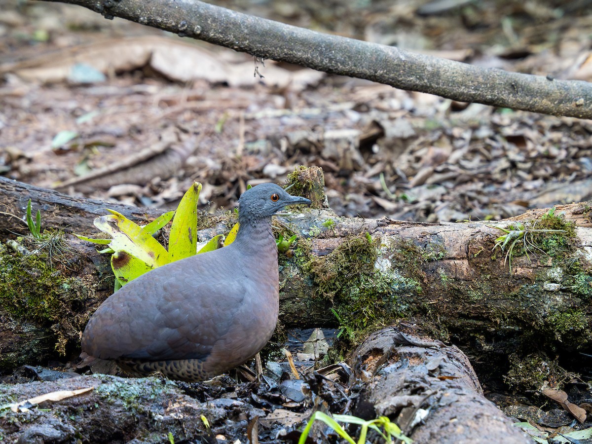 Brown Tinamou - Vitor Rolf Laubé