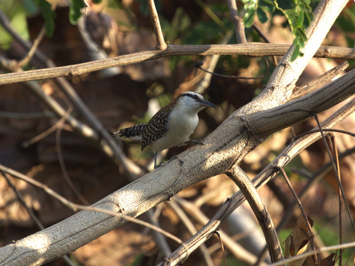 Rufous-naped Wren (Rufous-backed) - Menachem Goldstein