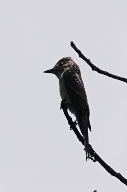 Northern Tropical Pewee - Brecht Caers