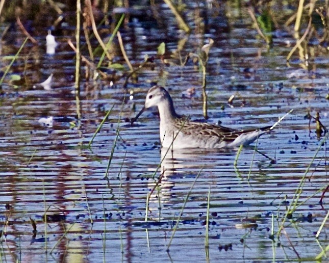 Wilson's Phalarope - ML622803497