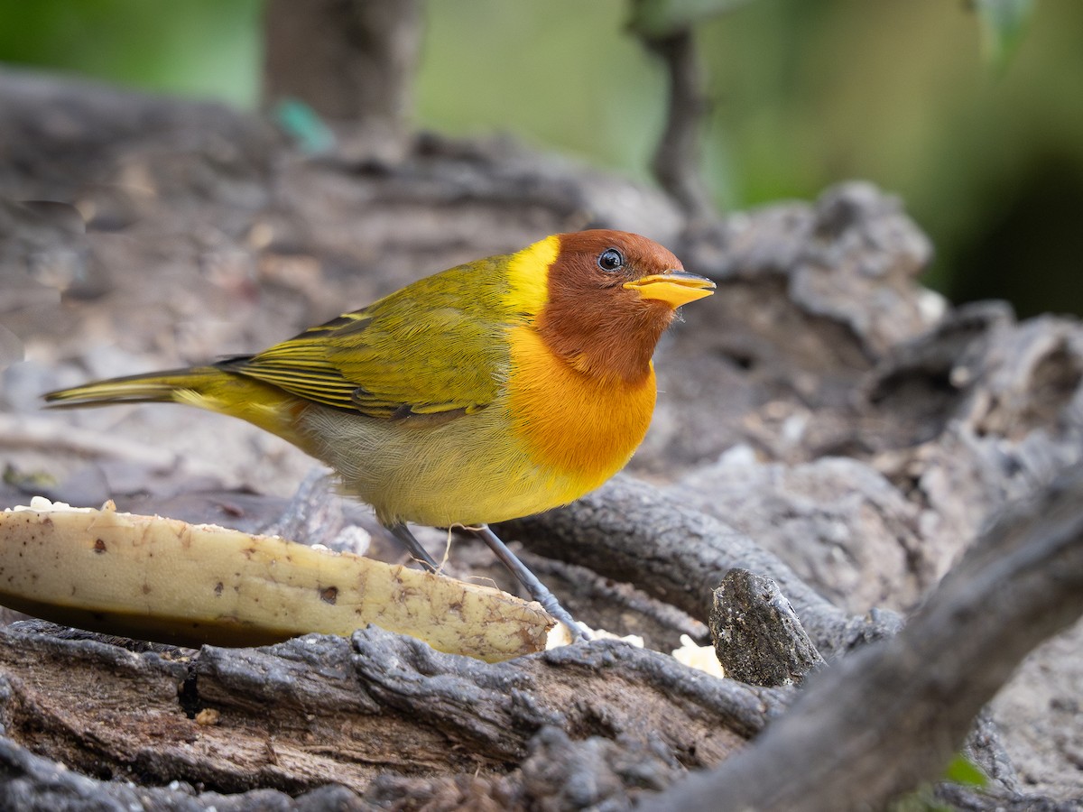 Rufous-headed Tanager - Vitor Rolf Laubé