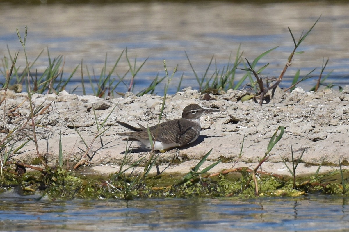 Spotted Sandpiper - Naresh Satyan