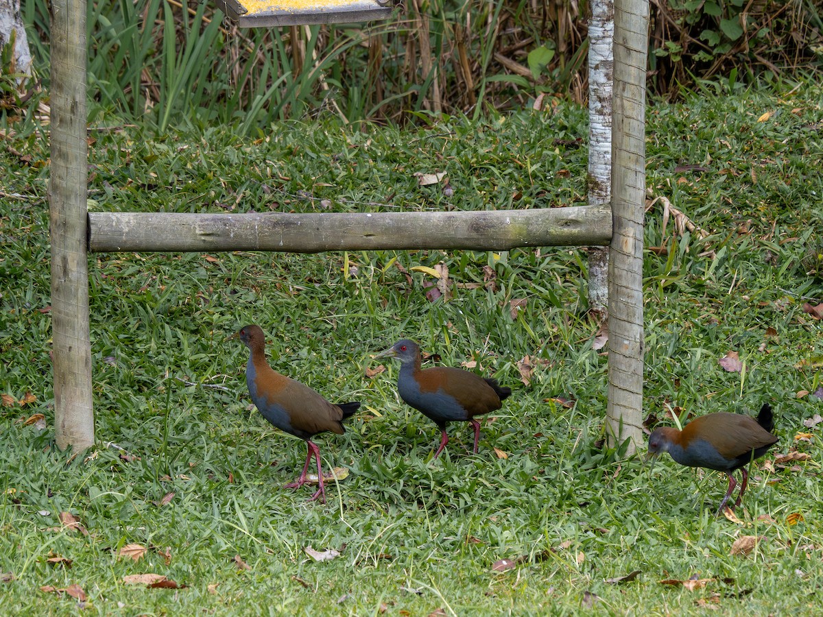 Slaty-breasted Wood-Rail - Vitor Rolf Laubé