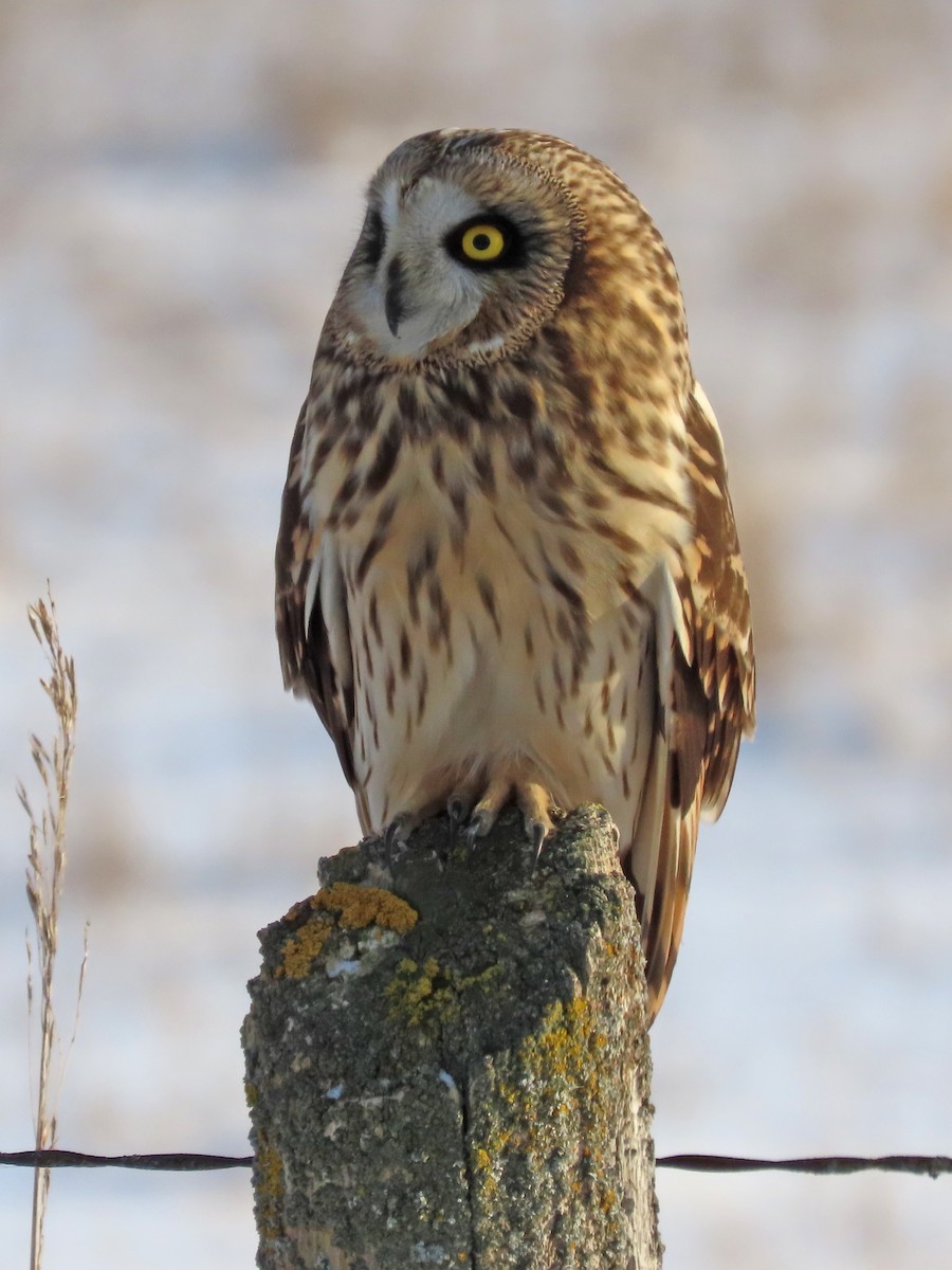 Short-eared Owl (Northern) - Mark D. Read