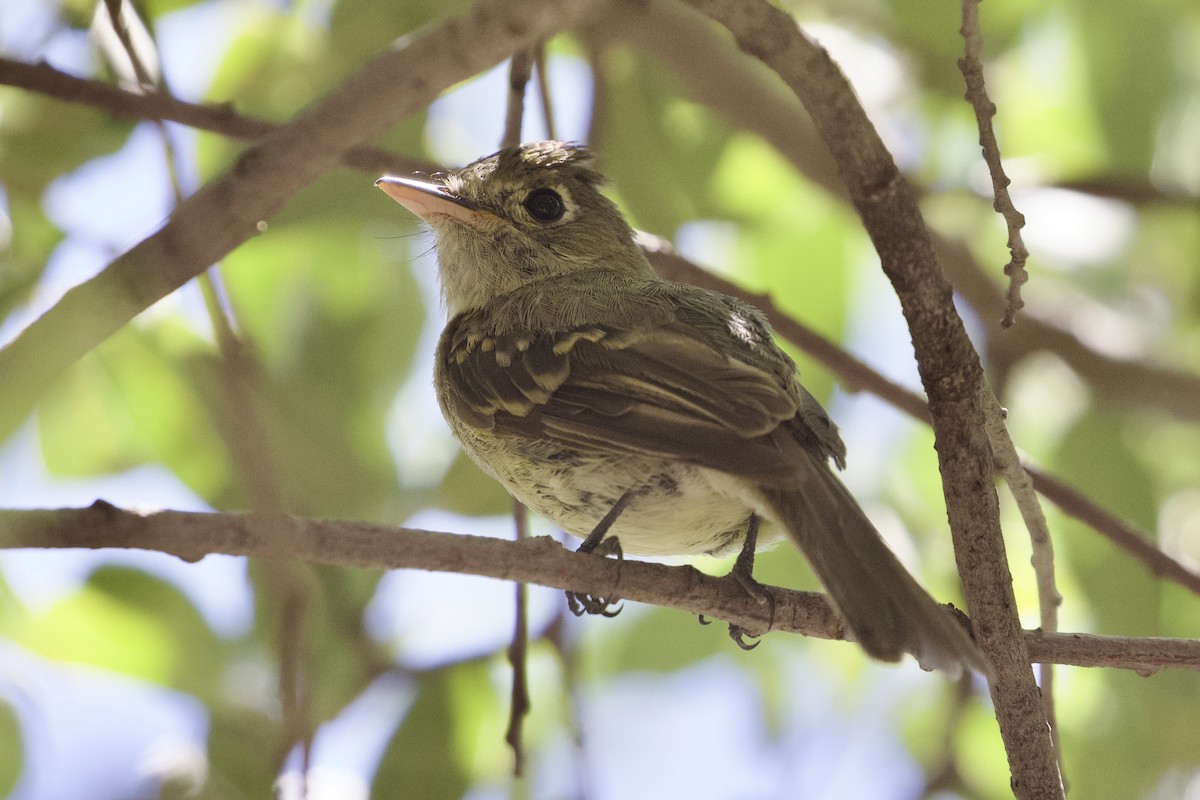 Western Flycatcher - ML622803563