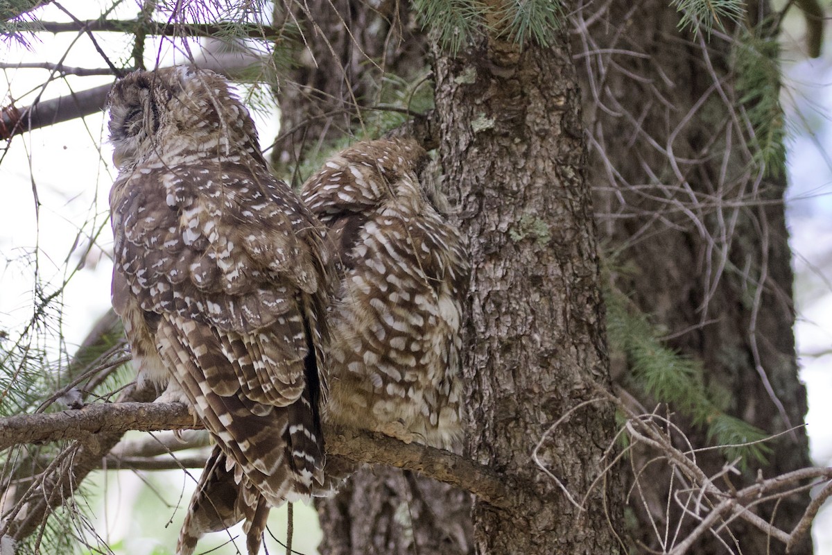 Spotted Owl (Mexican) - ML622803580