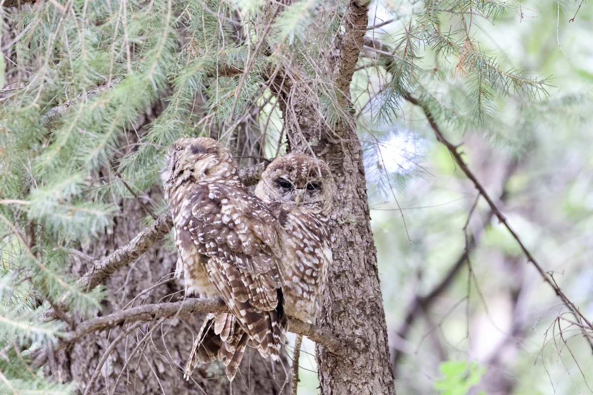 Spotted Owl (Mexican) - ML622803581