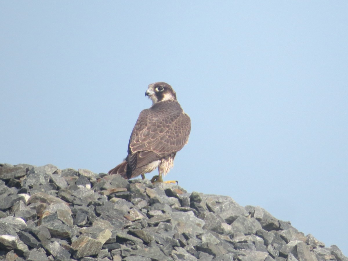 Peregrine Falcon - ML622803582