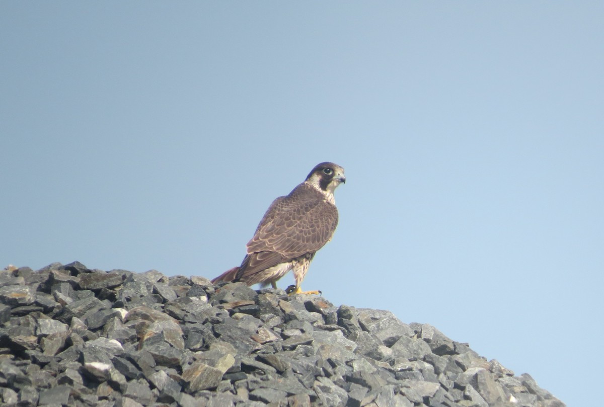 Peregrine Falcon - ML622803609