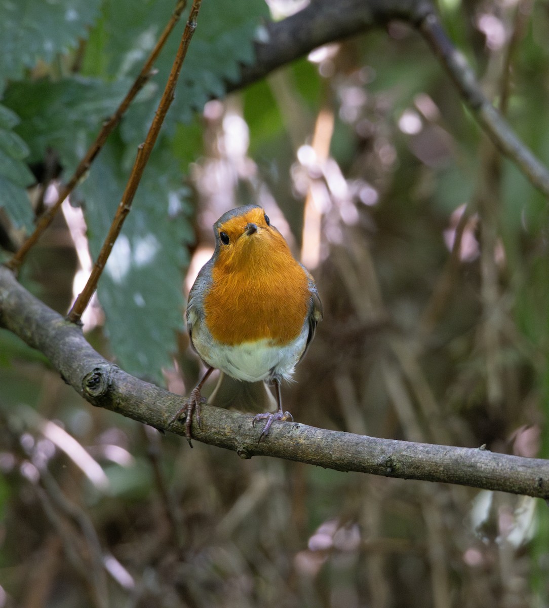 European Robin - ML622803612