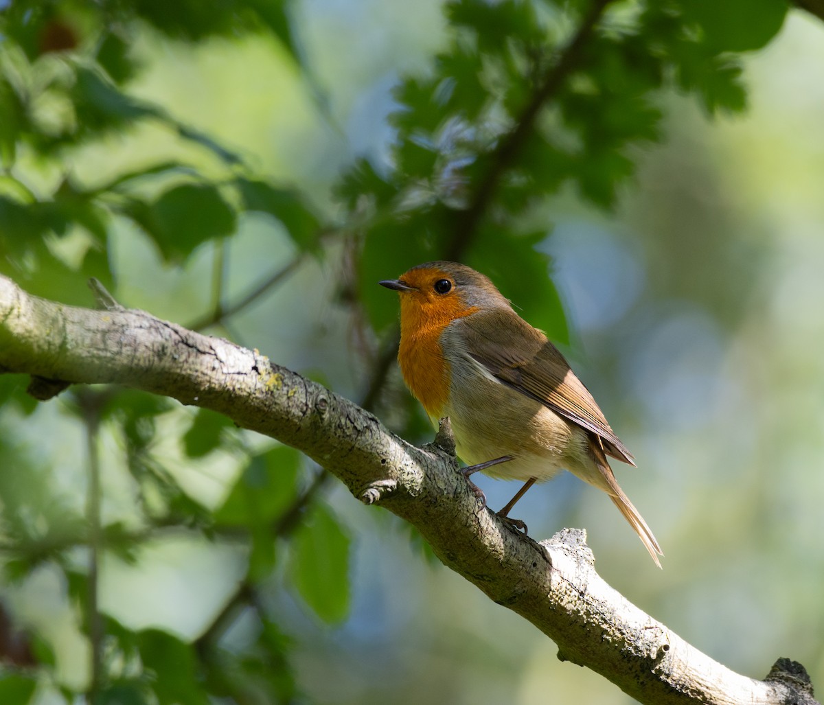 European Robin - ML622803613