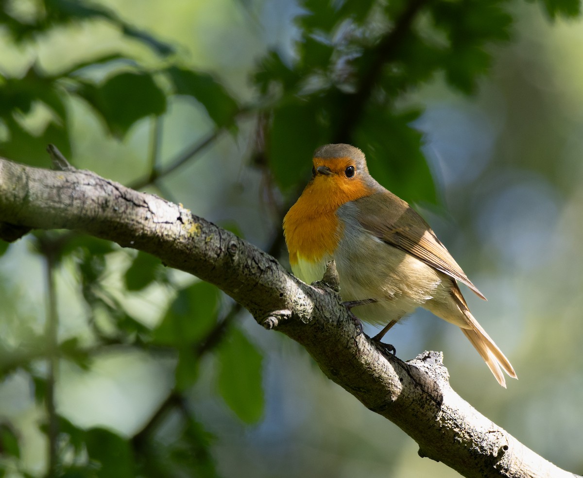 European Robin - ML622803614