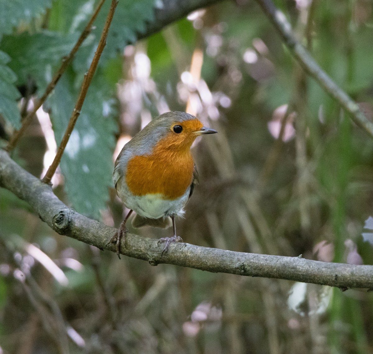 European Robin - ML622803615