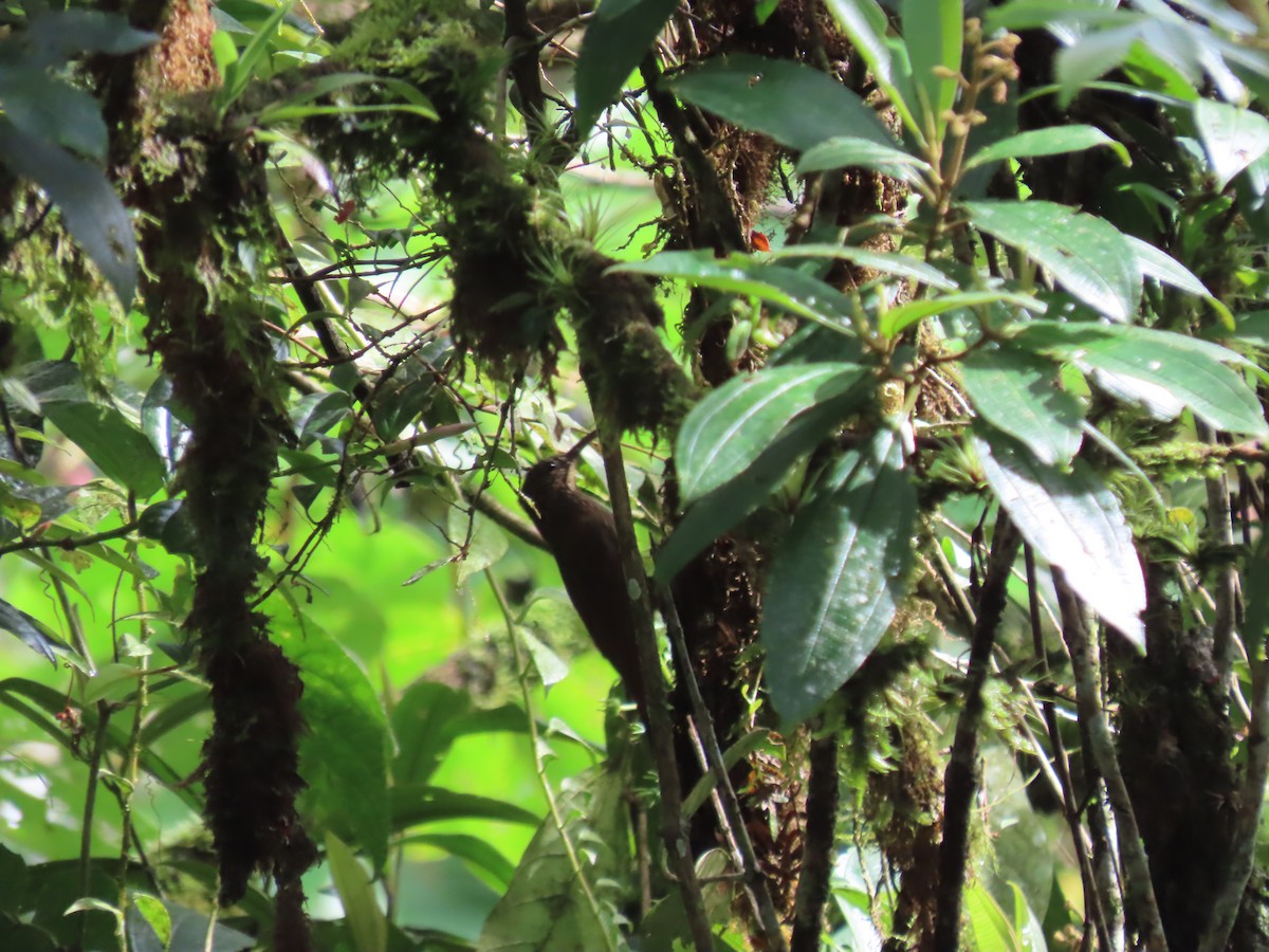 Brown-billed Scythebill - ML622803616