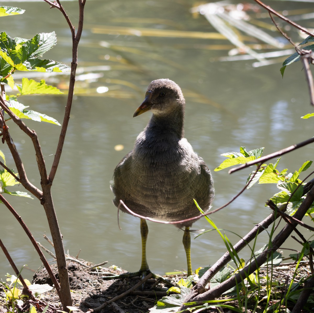 Eurasian Moorhen - ML622803621