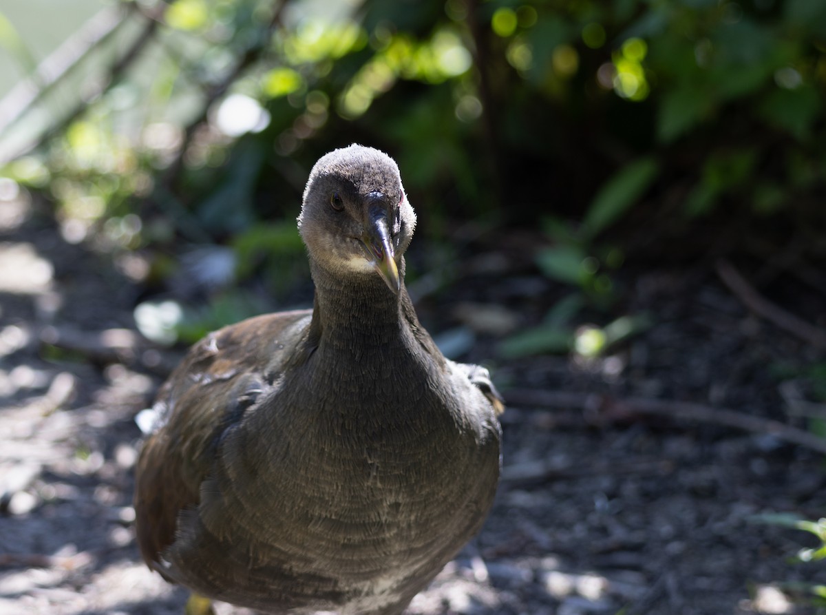 Eurasian Moorhen - ML622803622