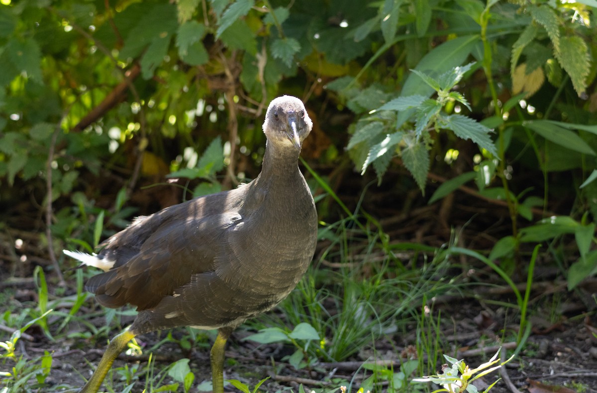 Eurasian Moorhen - Kevin Slattery