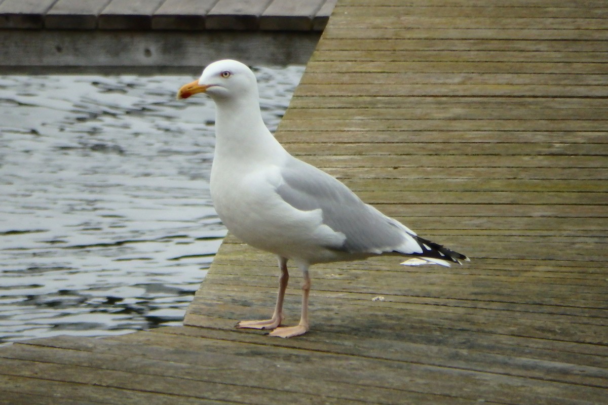 Herring Gull - Duarte Frade