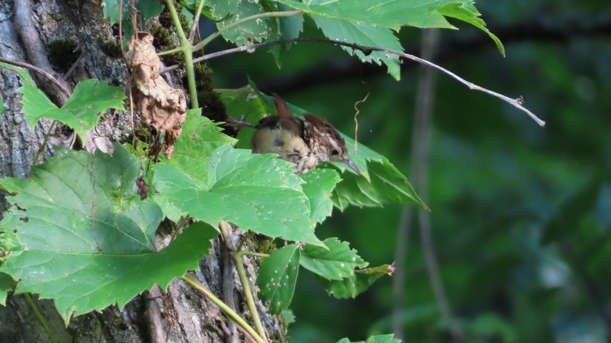 Carolina Wren - ML622803626