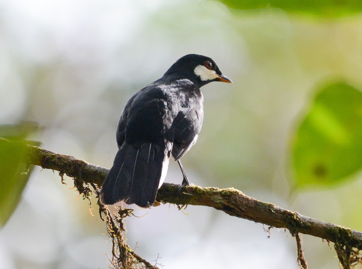 Black Solitaire - ML622803627