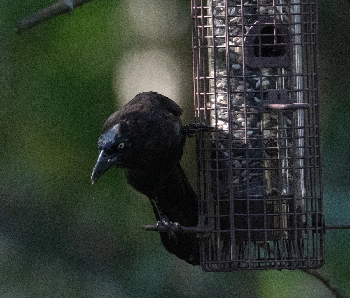 Common Grackle - David Robinson