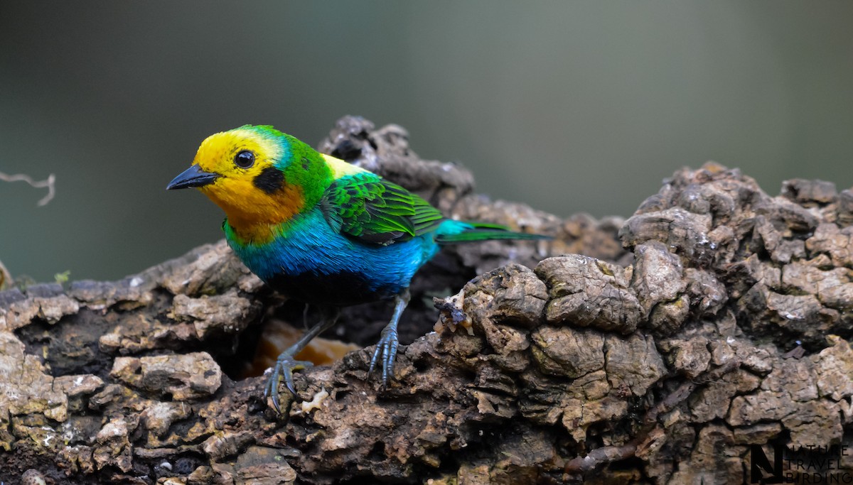 Multicolored Tanager - ML622803646