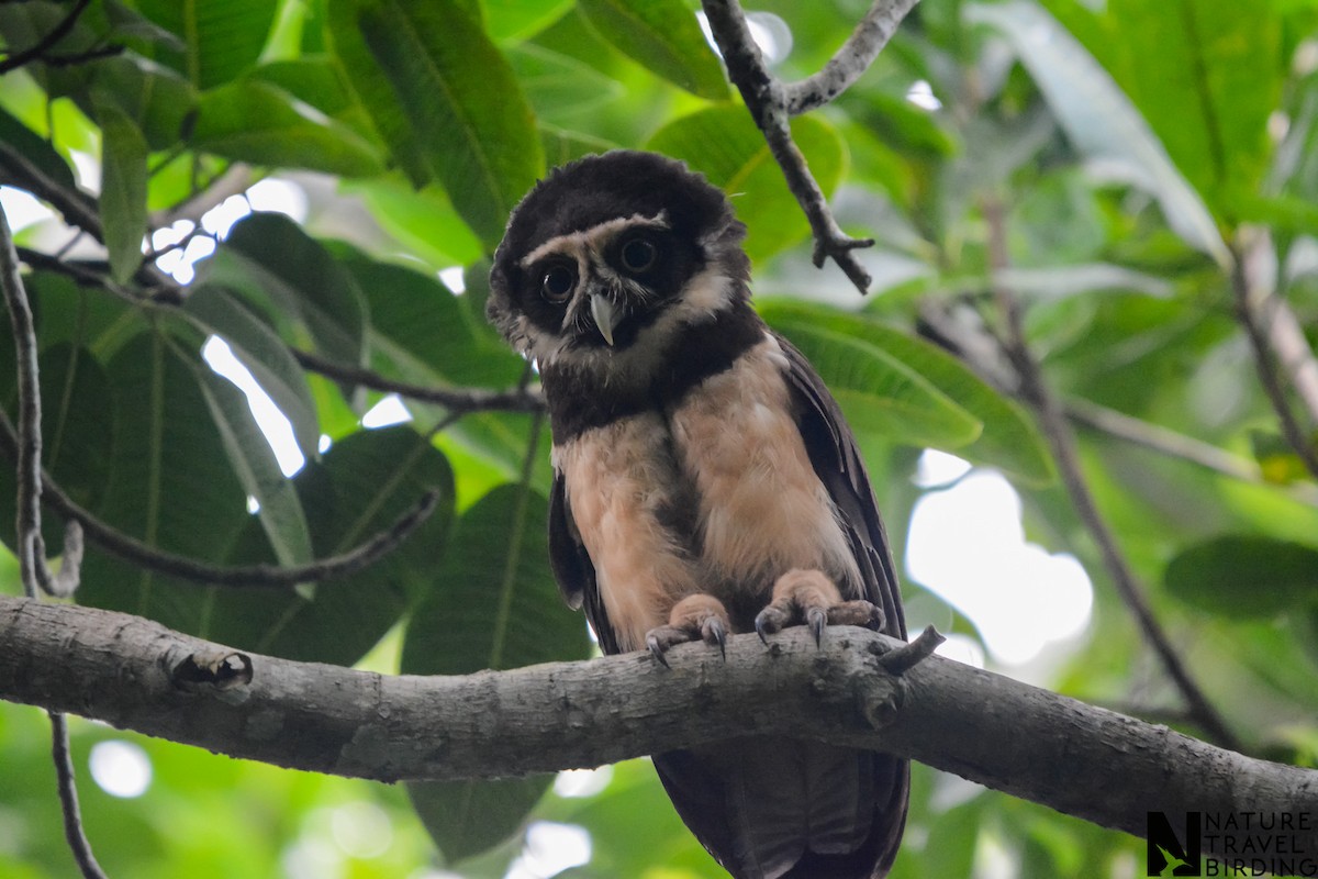 Spectacled Owl - ML622803699