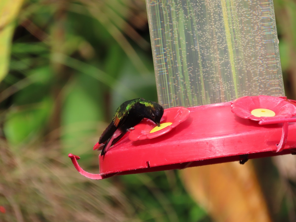 Black-bellied Hummingbird - ML622803706