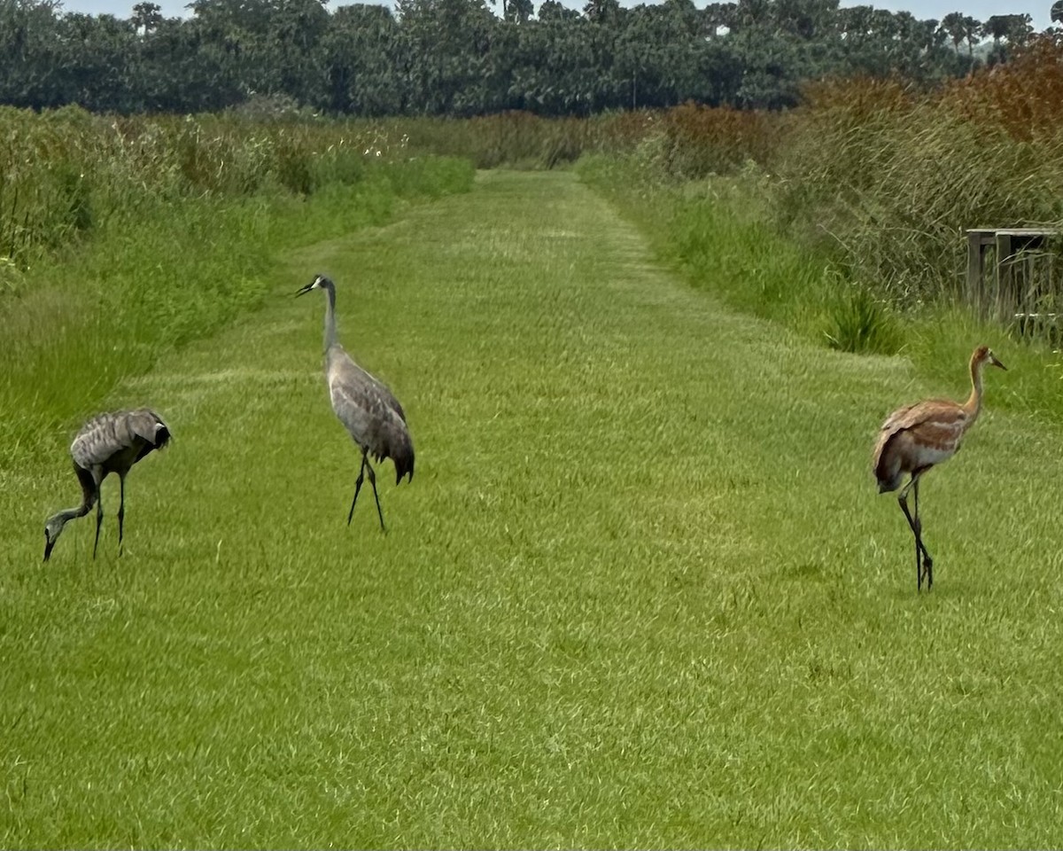 Sandhill Crane - ML622803709