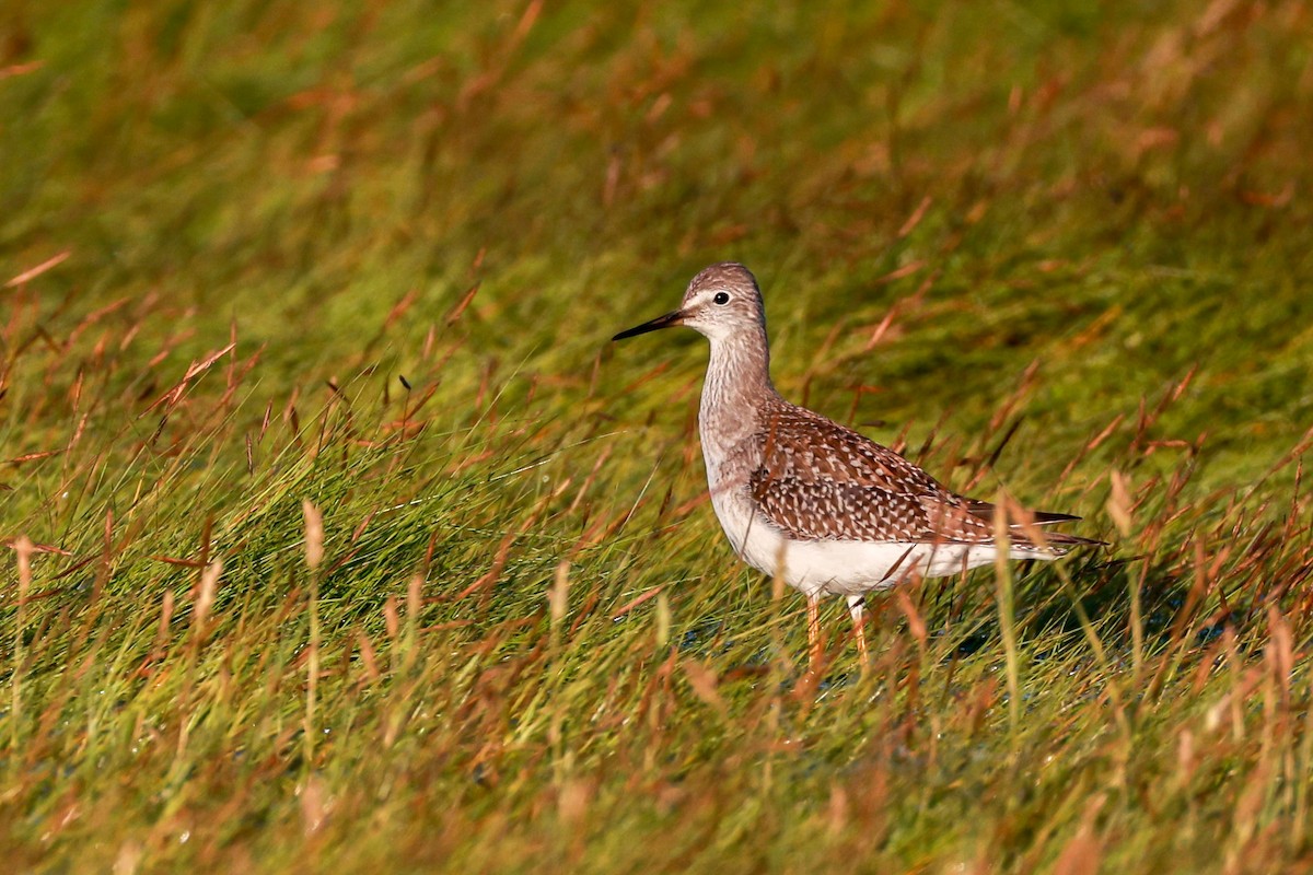 gulbeinsnipe - ML622803716