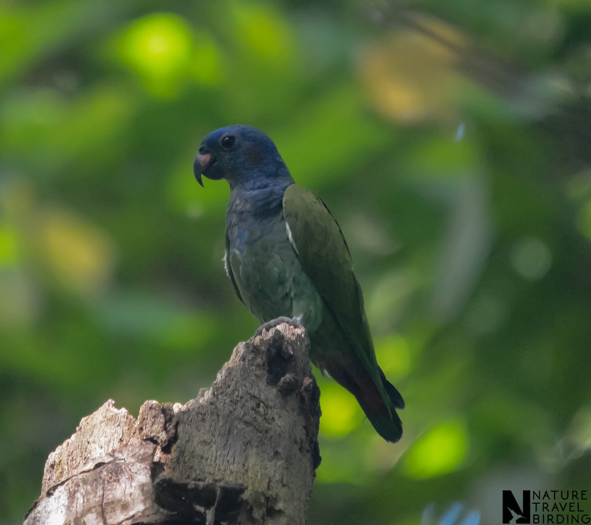 Pione à tête bleue - ML622803738