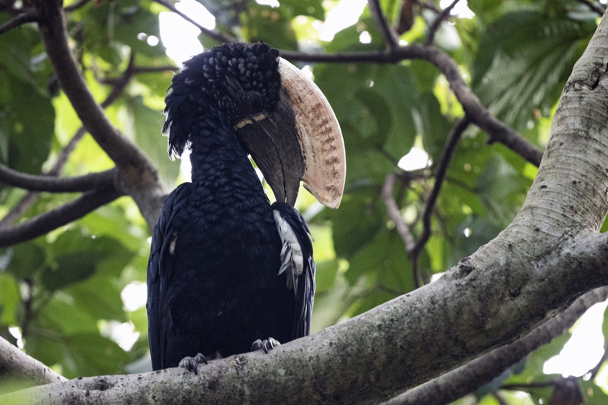 Silvery-cheeked Hornbill - ML622803748