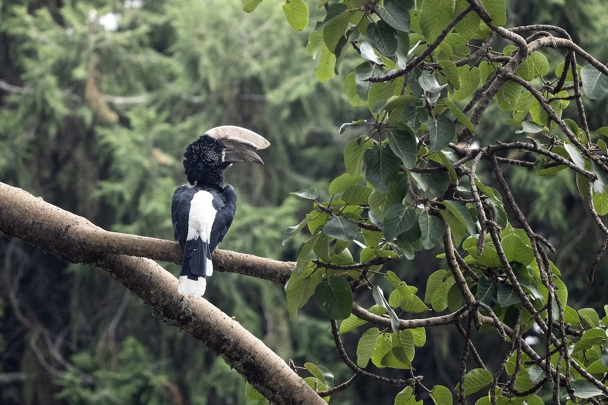 Silvery-cheeked Hornbill - ML622803749