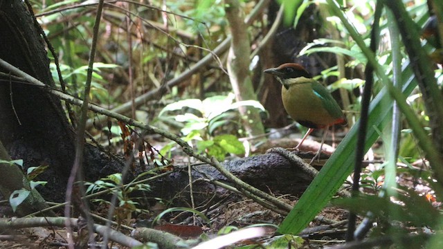 Noisy Pitta - ML622803753