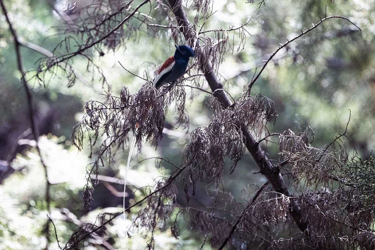 African Paradise-Flycatcher - ML622803765