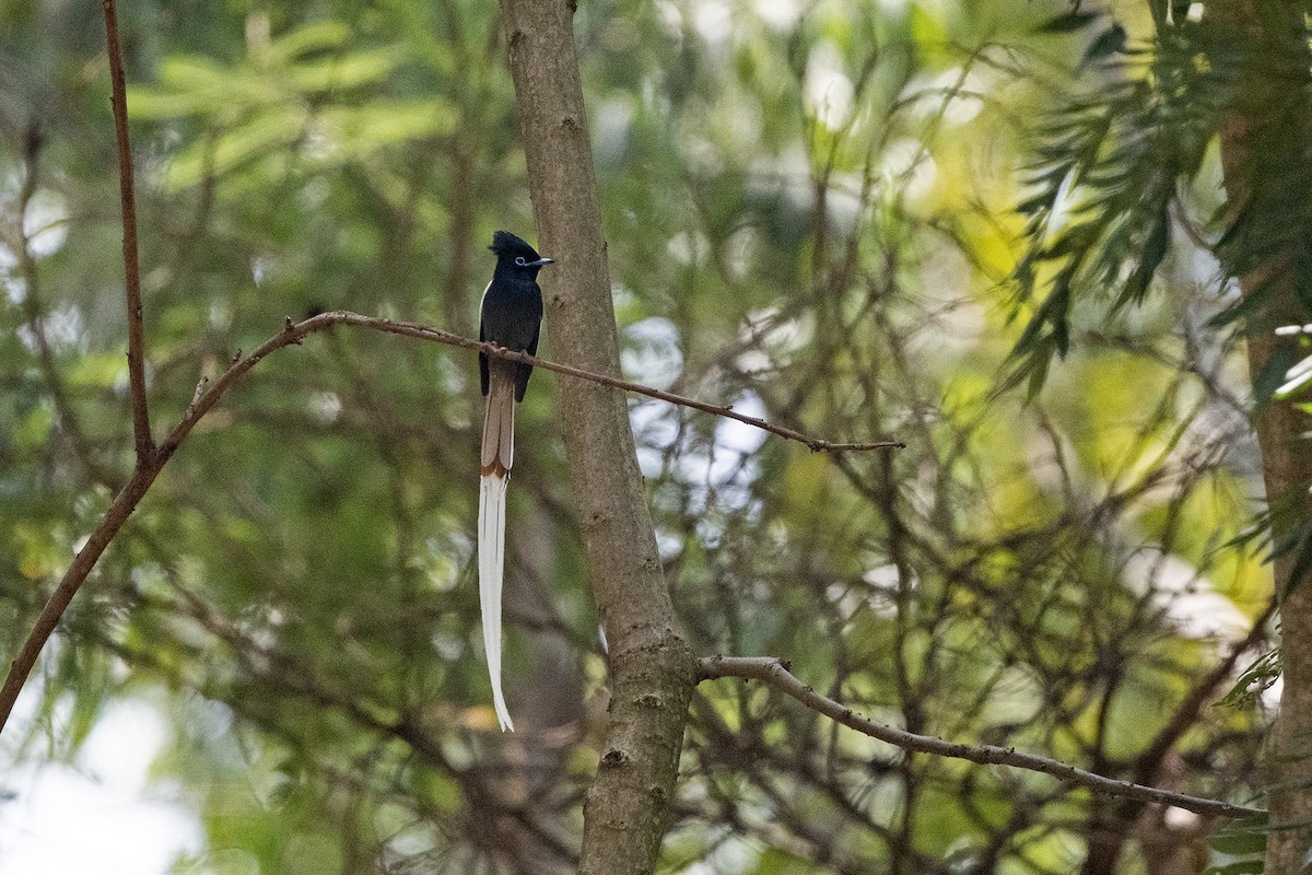 African Paradise-Flycatcher - ML622803766