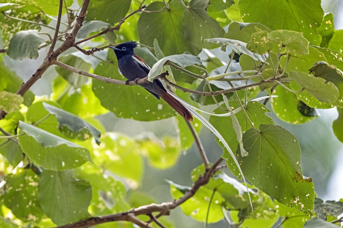 African Paradise-Flycatcher - ML622803767