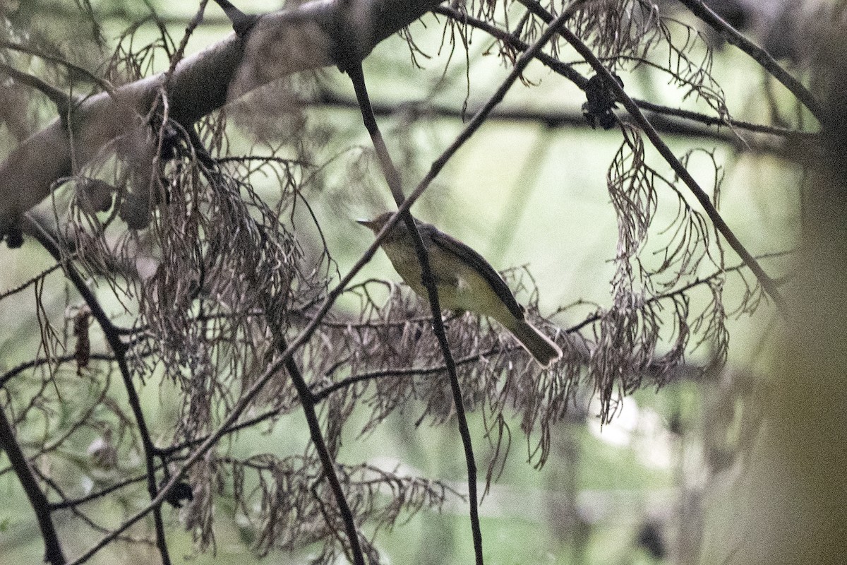 Brown Woodland-Warbler - ML622803779