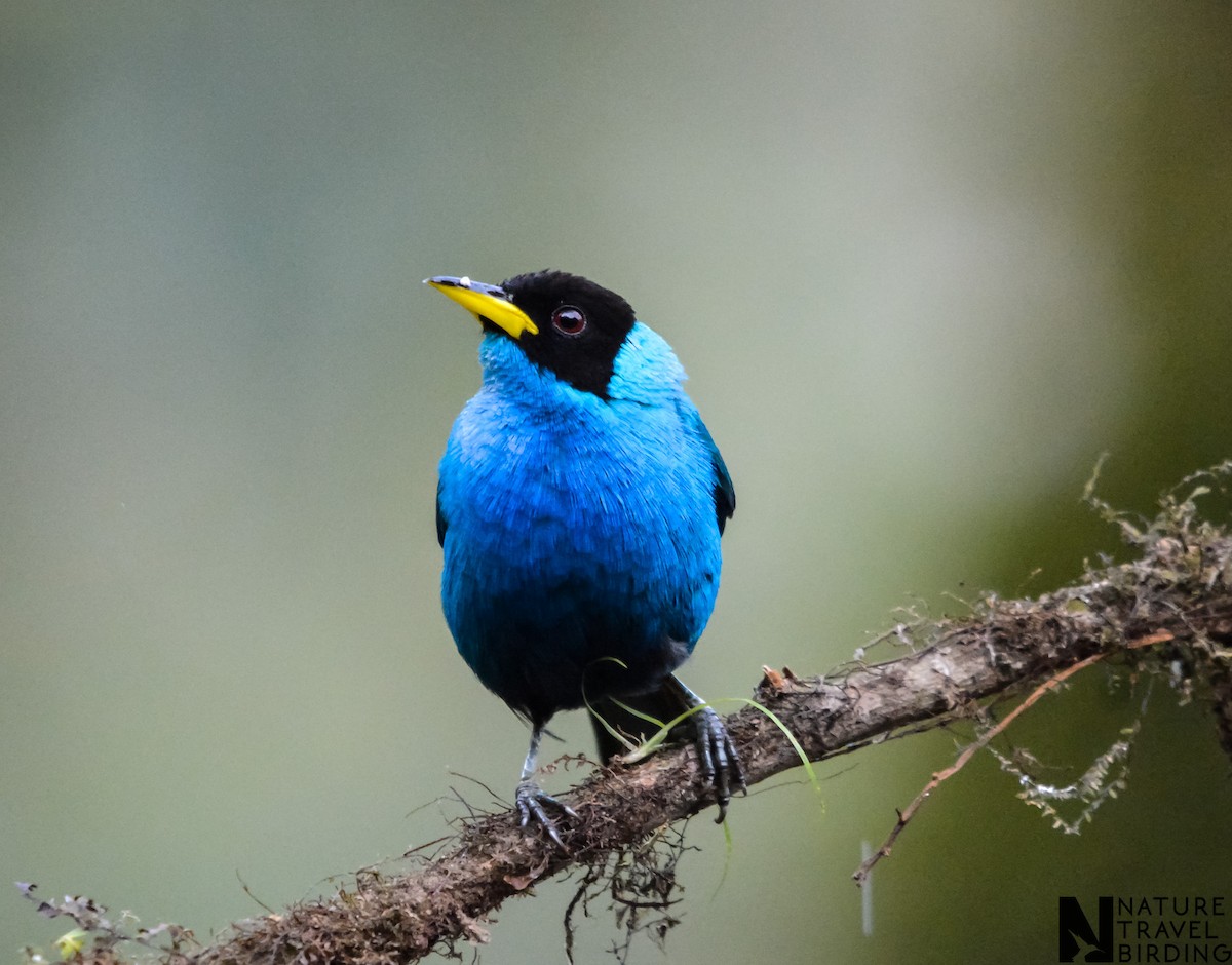 Green Honeycreeper - Marc Cronje- Nature Travel Birding