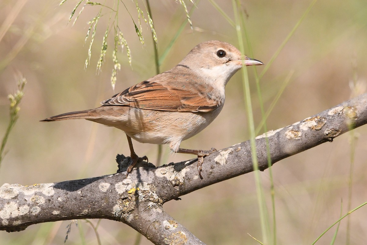 Greater Whitethroat - Juan José  Bazan Hiraldo