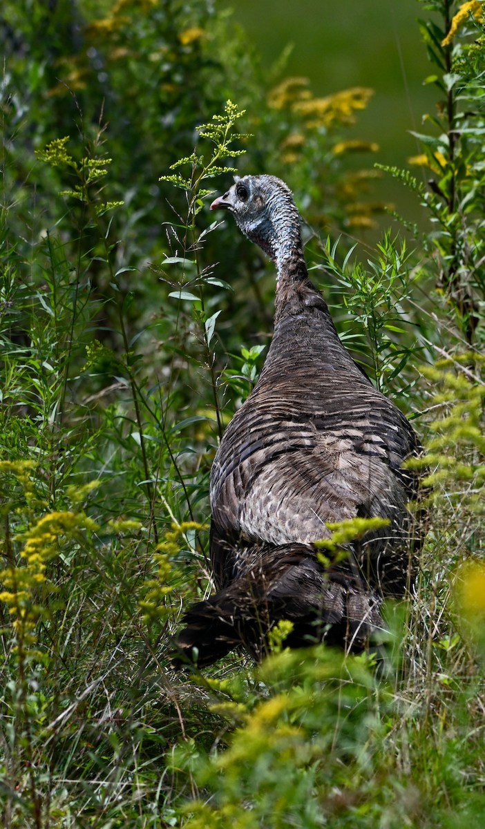 Wild Turkey - Paul Nale